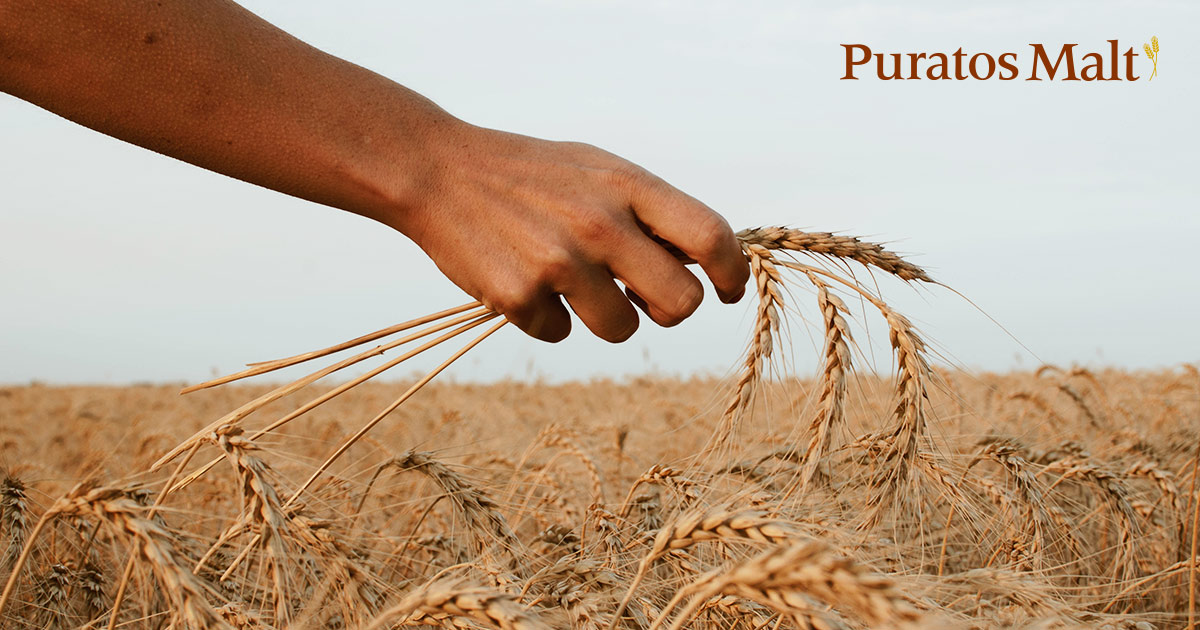 Puratos Malt - Pure and Natural